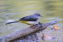 <p>KONIPAS HORSKÝ (Motacilla cinerea) /Grey wagtail - Gebürgsstelze/</p>